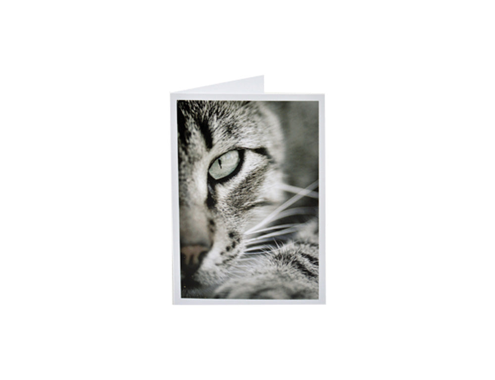 Sympathy Cat Card - Rainbow Bridge poem