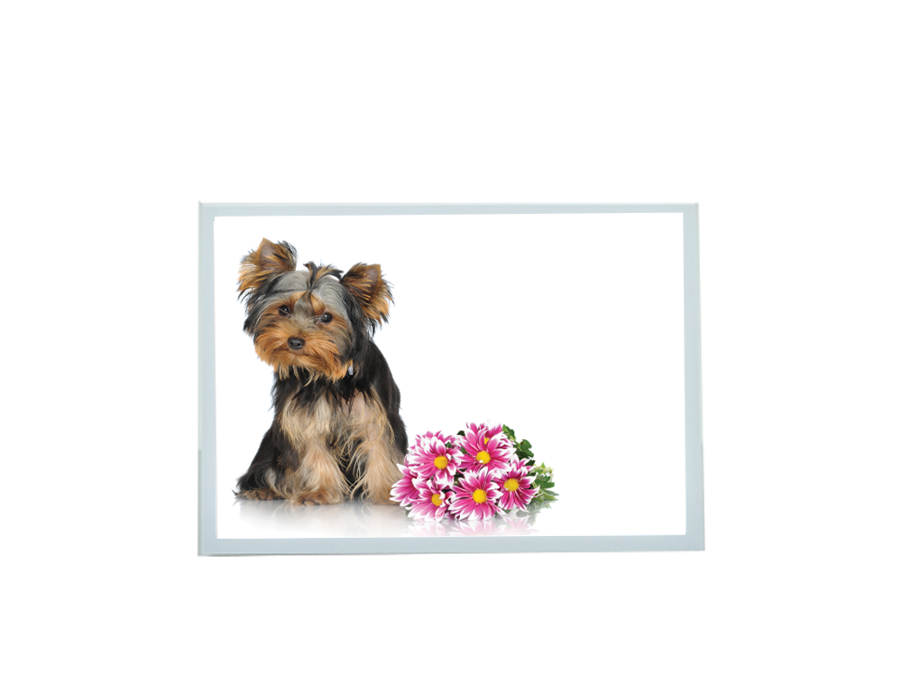 Sympathy Small Dog Card - Blank