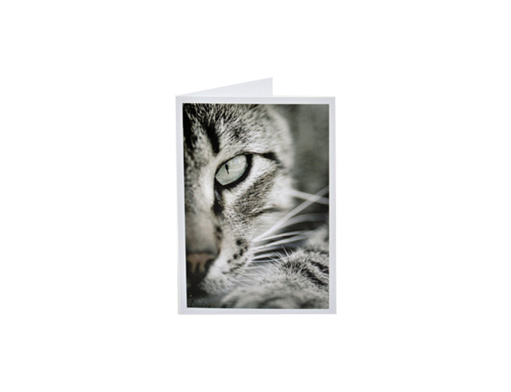 Sympathy Cat Card - Blank