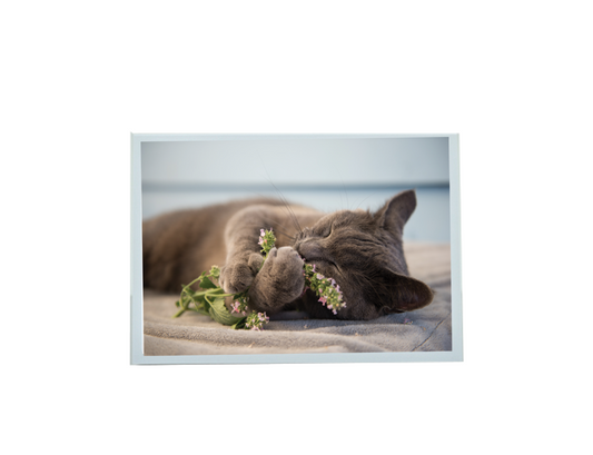 Sympathy Sleeping Cat Card - Pets Prayer verse