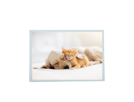 Sympathy Cat + Dog sleeping Card - Pets Prayer verse