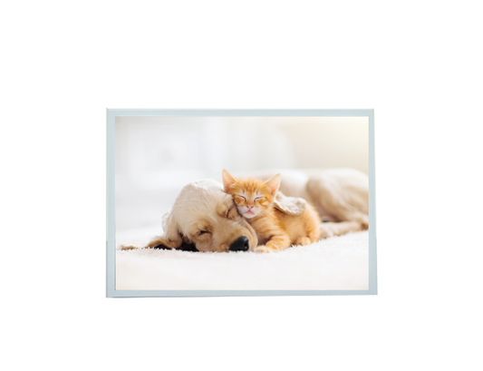 Sympathy Cat + Dog sleeping Card - Blank