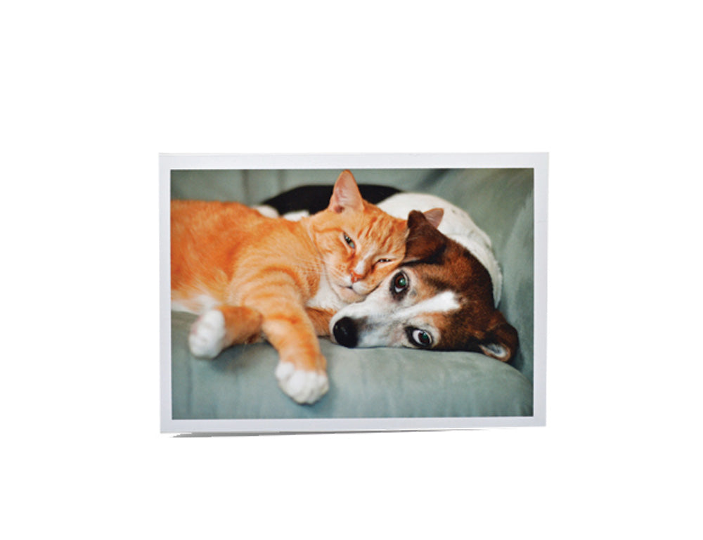Sympathy Cat + Dog Card - Rainbow Bridge poem